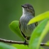 Tyranovec zapadni - Contopus sordidulus - Western Wood-pewee o2618